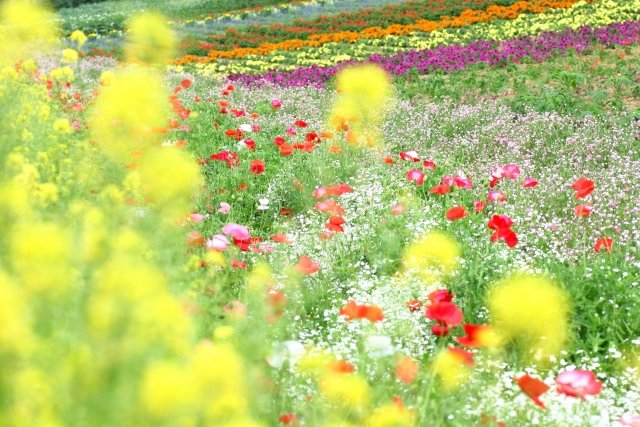 s_flower_garden.jpg